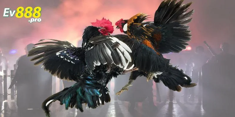 Chiến thuật chơi đá gà EV88 hiệu quả
