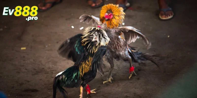 Các loại hình đá gà cựa sắt phổ biến hiện nay