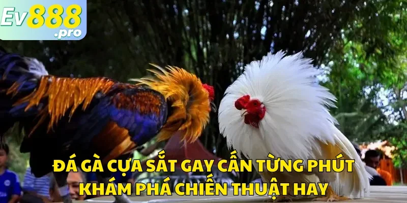 Đá Gà Cựa Sắt