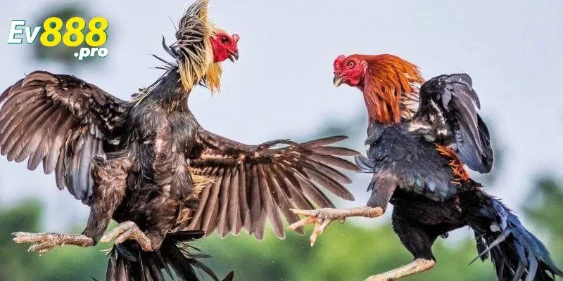 Tổng quan về soi kèo đá gà 2025