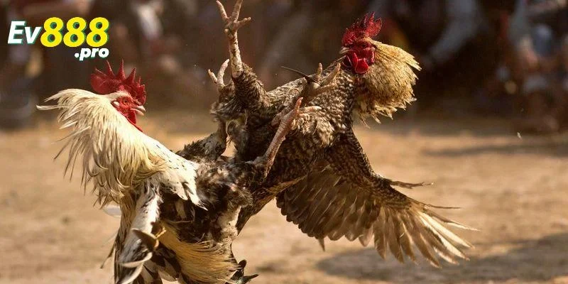 Kinh nghiệm soi kèo đá gà 2025 hiệu quả