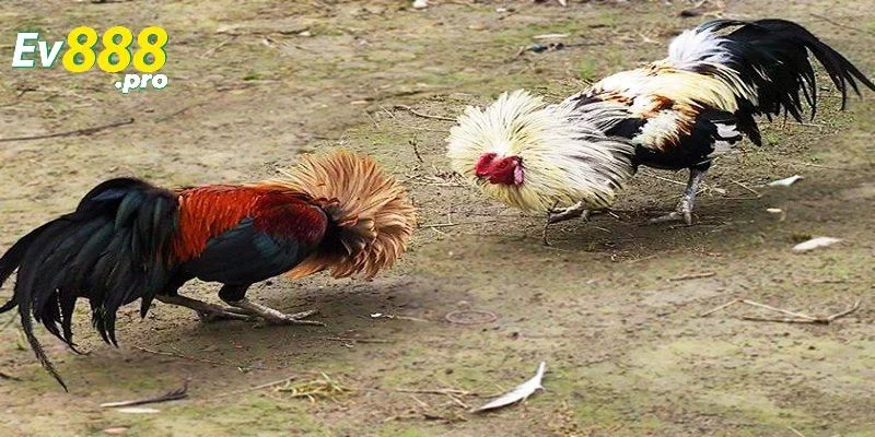 Những sai lầm cần tránh khi soi kèo đá gà 2025